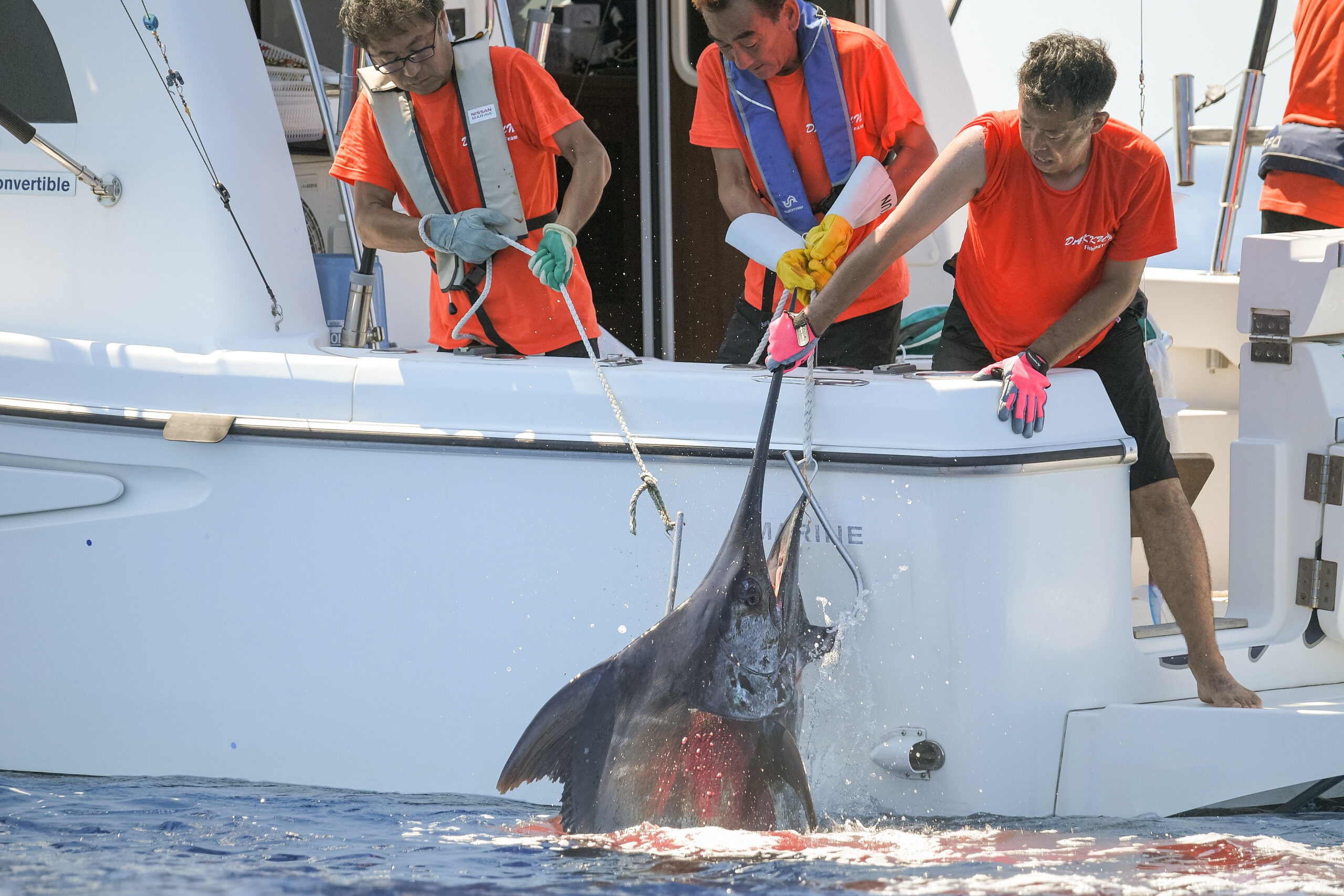 marlin