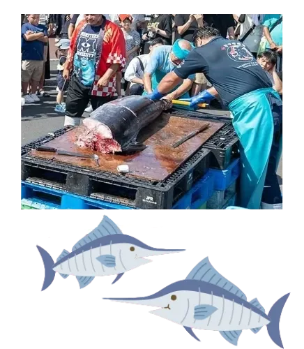 カジキ解体ショーの写真